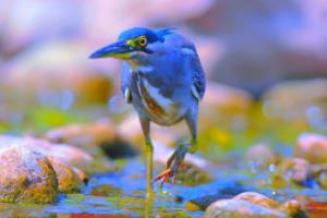 福师大校园篮球联赛冠军，一段激情与荣耀的校园体育篇章福师大校园篮球联赛冠军