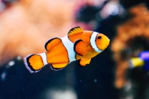 中国男子职业篮球联赛成立时间及其发展历史中国男子职业篮球联赛成立时间